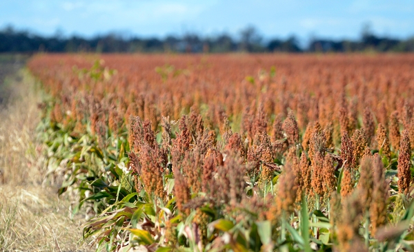 Moving from cooperative to corporation could lure foreign investment for grain marketing group CBH, funding its aggressive expansion plans. AAP/Dan Peled