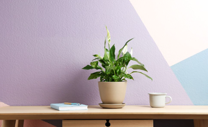 Homeowners Warned Not to Make These Common Interior Decorating Mistakes