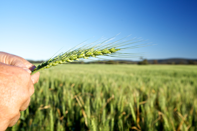 Agriculture remains a major employer in Australia but the challenges of competition, food security and climate change are on the horizon. AAP image/supplied by Graincorp