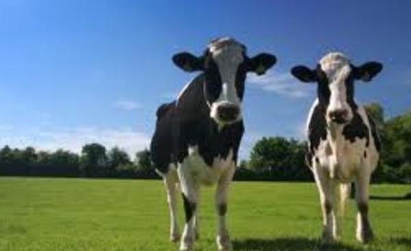 Short term investment returns must be weighed against the long term interests of Australian dairy farmers 