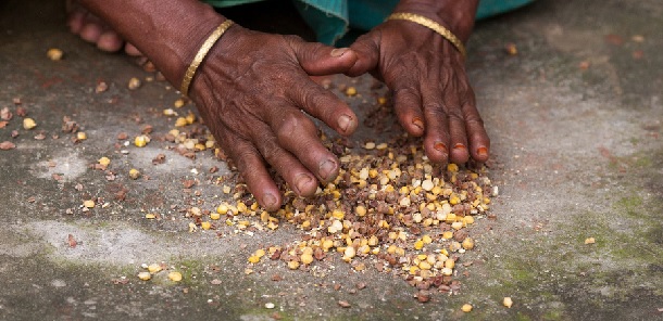 To meet global demand, grain production needs to double by 2050. It’s not going to make it. International Maize and Wheat Improvement Center