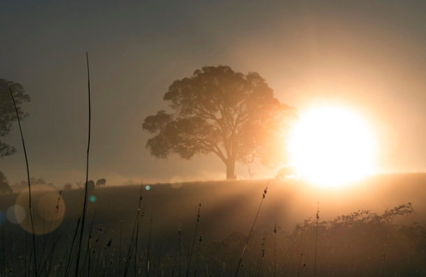 The government and the Coalition both want to manage land to reduce greenhouse emissions. But it’s not working. Flickr/Indigo Skies Photography