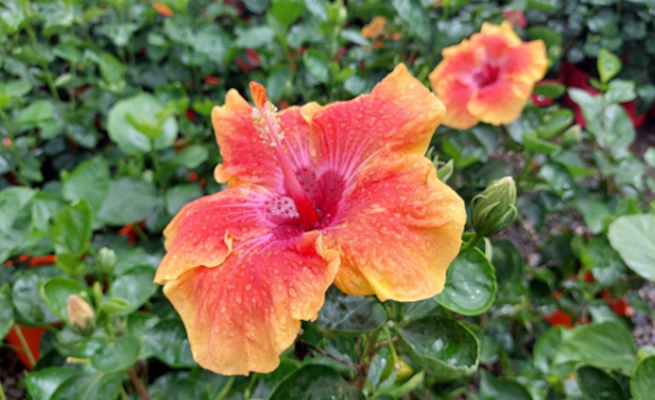 Where to Buy Hibiscus Plants Near Me in Australia? 6 Trusted Websites
