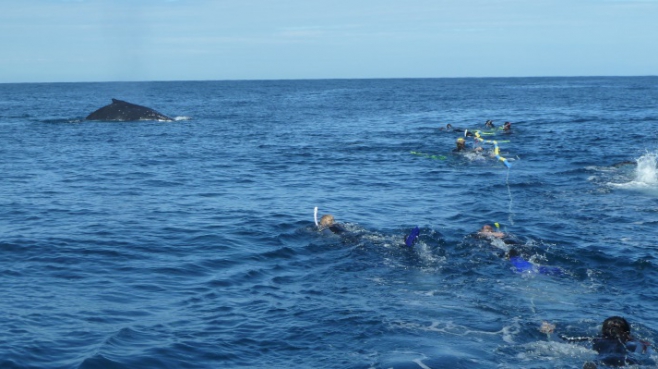 Sunreef Mooloolaba gets set for 2015 Swimming with Whales Season Sunreef Mooloolaba gets set for 2015 Swimming with Whales Season
